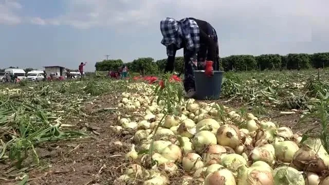 Herkes evinde tarım işçileri soğan tarlasında