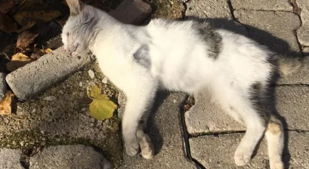 KEMER'DE DEHŞET!!! KEDİLER KATLEDİLMİŞ.