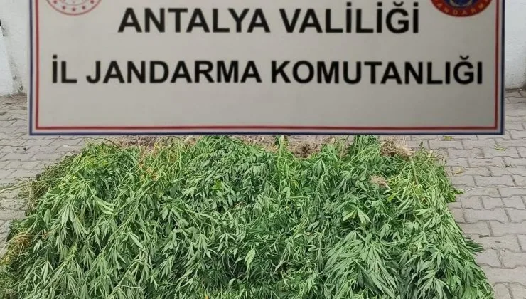 Kenevir Bahçesine Baskın