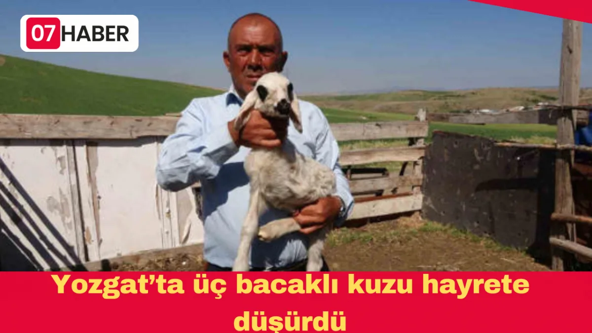 Yozgat’ta üç bacaklı kuzu hayrete düşürdü