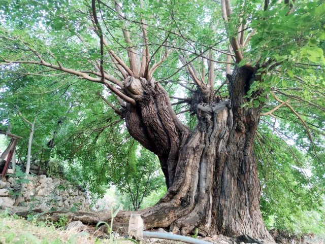 1.200 yaşındaki ağaç sayesinde para kazanıyorlar