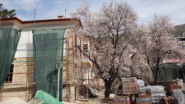 100 yıllık tarihi Konağın restorasyonu için başlatılan çalışmada konakla aynı yaştaki ağaç koruma altına alındı