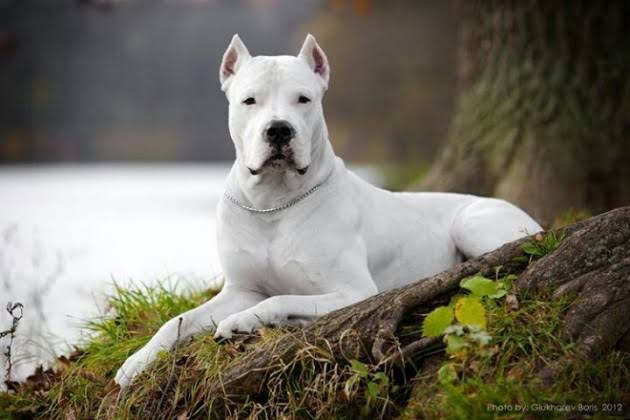 1663  adet 'Yasasklı Tür' köpek kayıt altına alındı