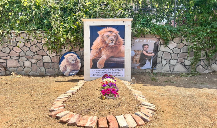 Antalya’da Öldürülen Aslan İçin Suç Duyurusu: “Uyutularak Yakalanabilirdi”