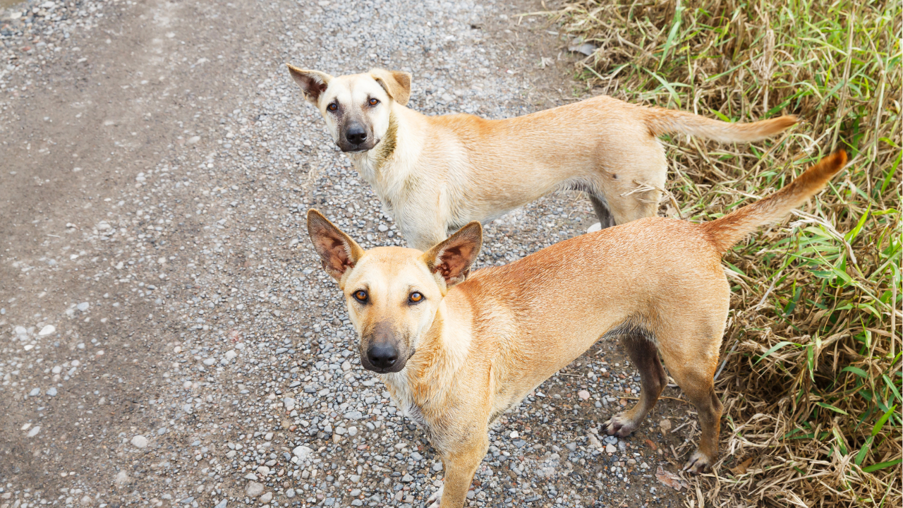 Çorum’da Sahipsiz Köpek Dehşeti: 8 Yaşındaki Çocuk Yaralandı