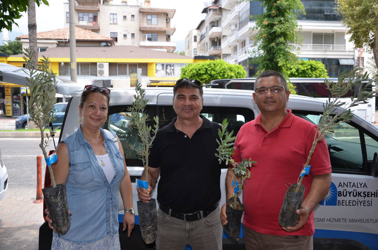 Büyükşehir’den üreticiye zeytin fidanı desteği