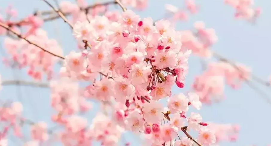 İlk cemre havaya düşüyor, baharın işaretleri görülüyor