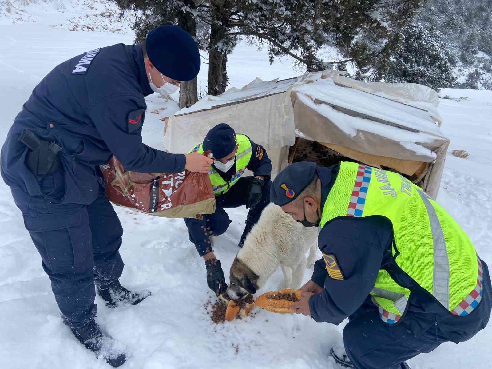 29 yıl sonra yağan karda sokaktaki hayvanlar unutulmadı