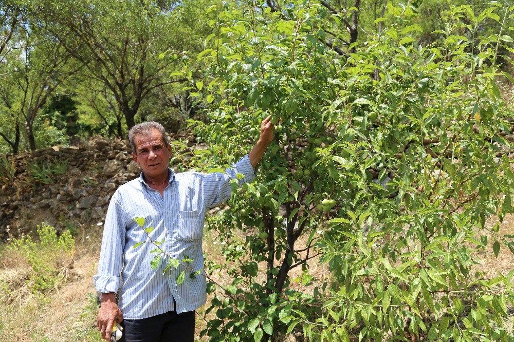 52 yaşındaki adam zeytin ağacında asılı olarak bulundu