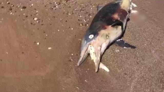 Açıkta bulunan ölü yunus balığı sahile çıkartıldı