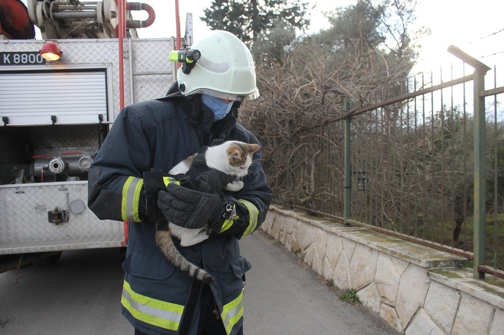 Ağaçtan Kurtulduğu gibi mama kavanozuna koştu.