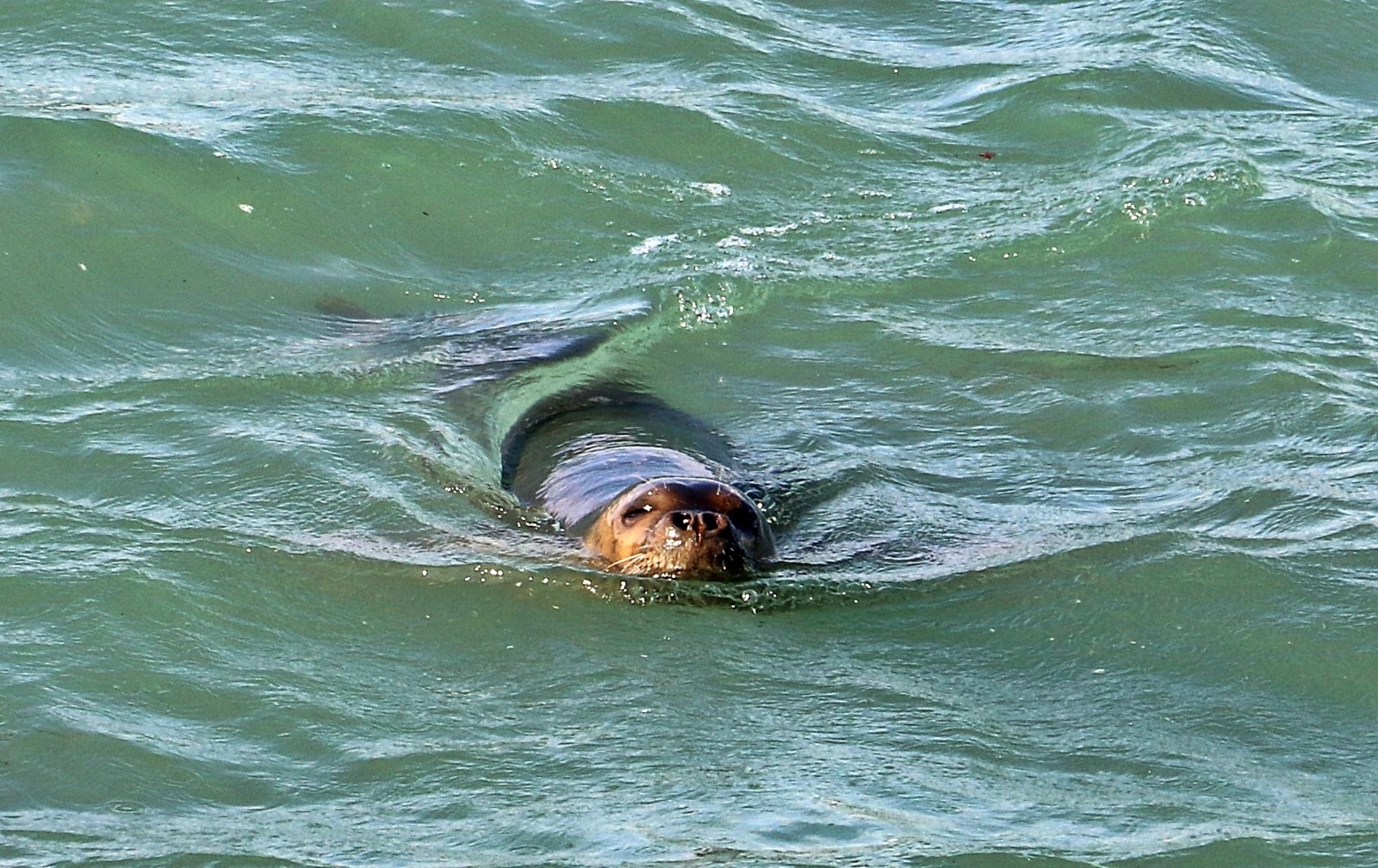 Akdeniz foku, kanaldan geçtiği tatlı suda avlanırken objektiflere yansıdı