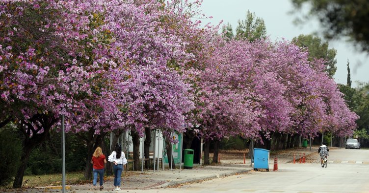 Akdeniz Üniversitesi kampüsünde baharın müjdecisi olarak bilinen erguvanlar çiçek açtı