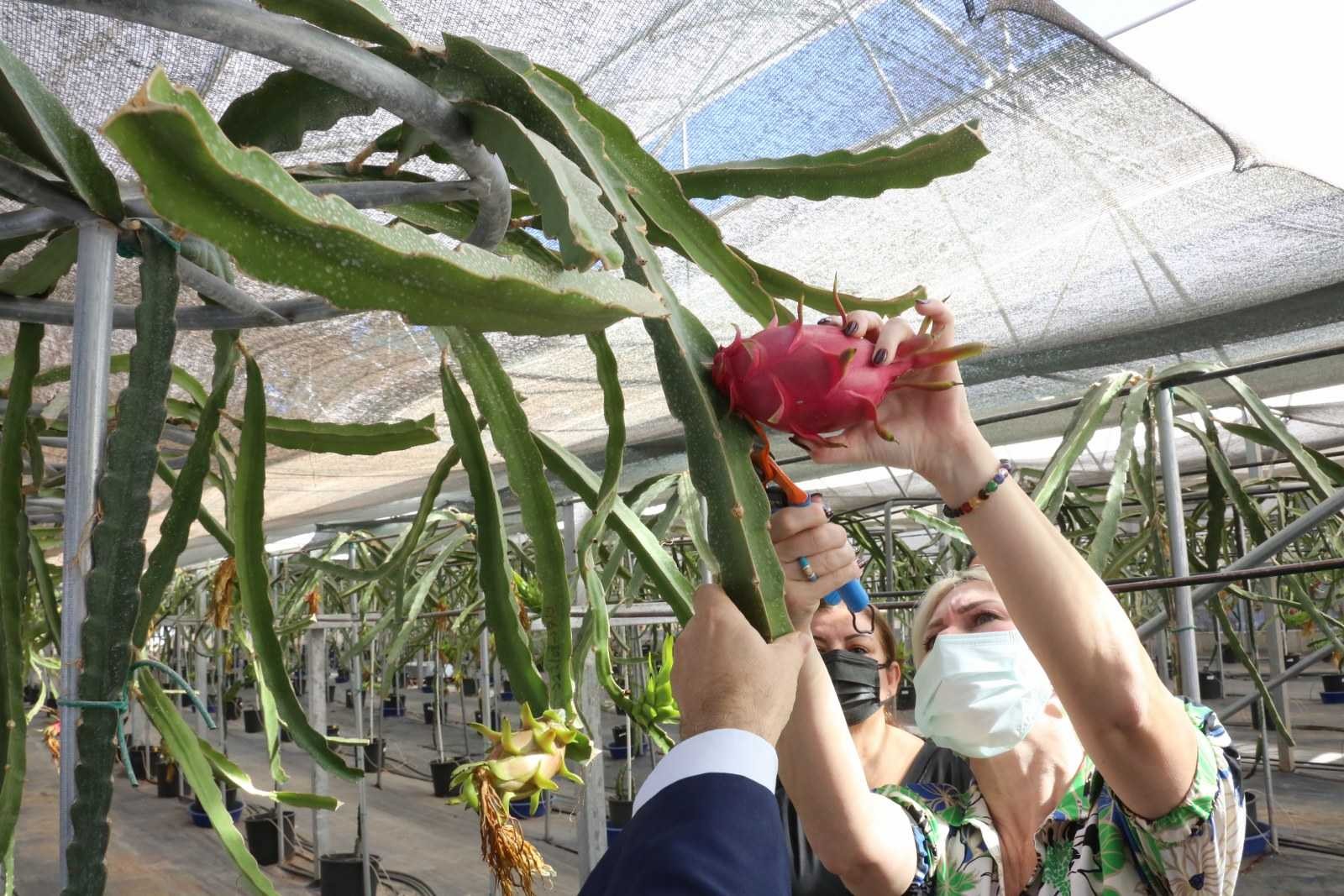 Akdeniz Üniversitesi Rektörü tropikal meyve hasatına katıldı