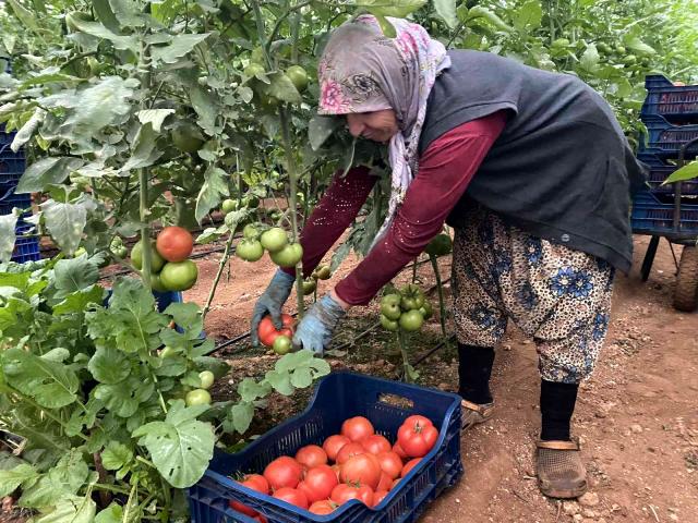 Aksu'da domates hasadı yağmura rağmen başladı
