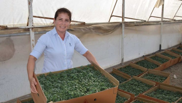 Aksu’da tek ekim yapan üreticiler yeni sezon için fide dikimine başladı