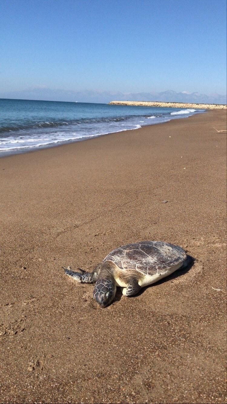 Aksu ilçesinde ölü caretta caretta cinsi kaplumbağa, sahile vurdu