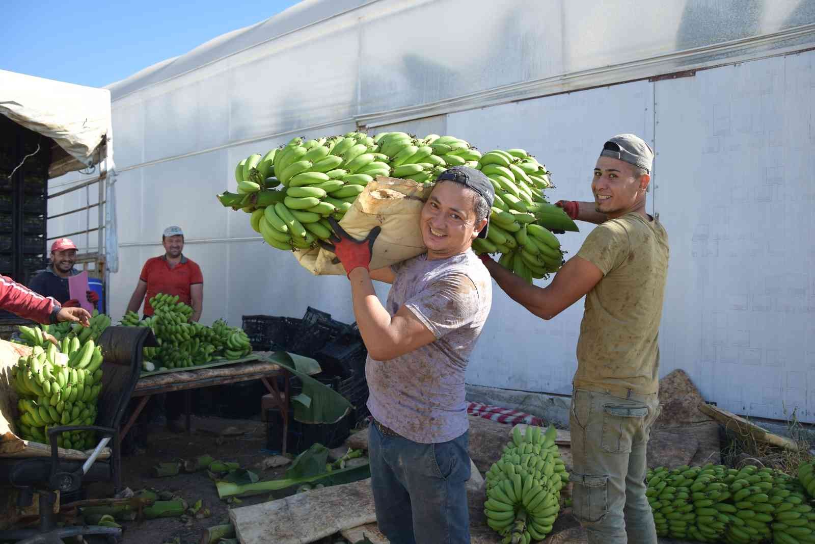 Aksu ilçesinde seralarda üretilen muzların hasadı başladı