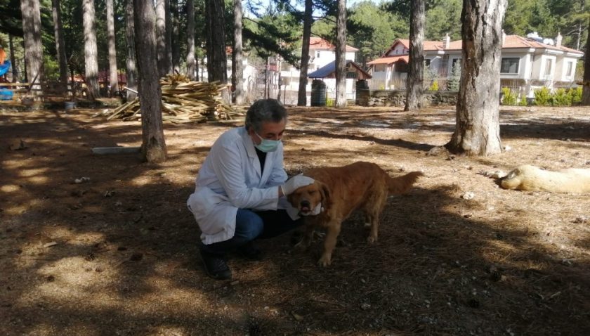 ALANYA BELEDİYESİ KIRSAL MAHALLELERDE, SOKAK HAYVANLARINI TEK TEK AŞILIYOR.