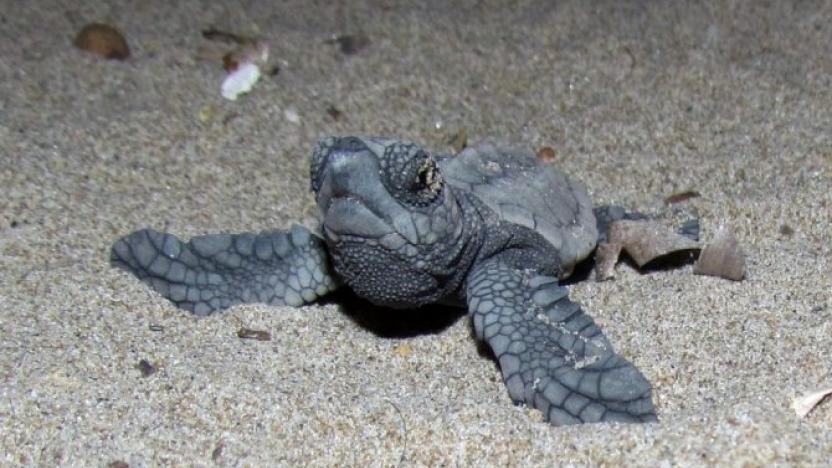 Alanya’da Caretta Carettalar denizle buluştu