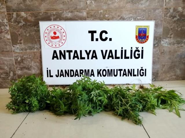 Alanya'da Hint keneviri operasyonu 1 gözaltı