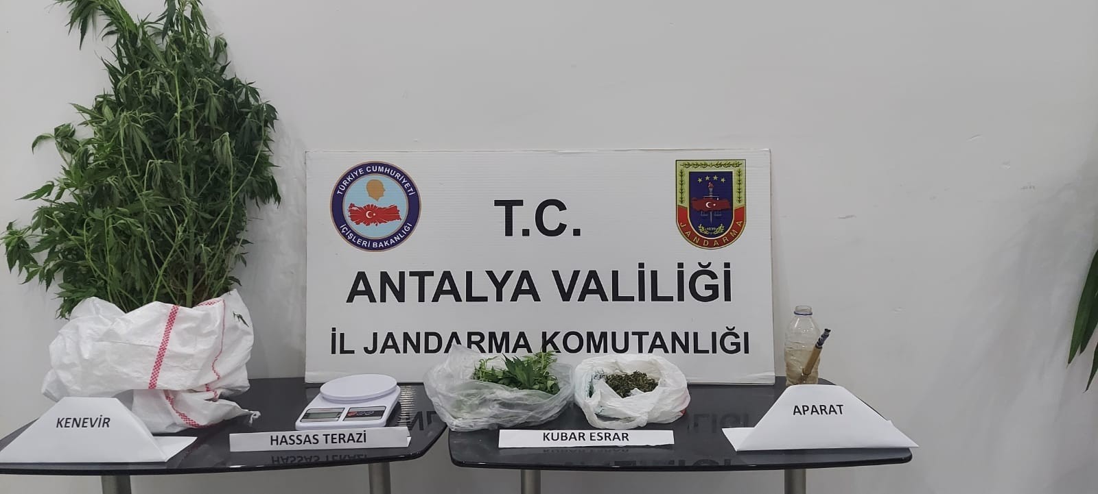 Alanya ilçesinde bir kişinin evinin bahçesinde jandarma tarafından 61 kök Hint keneviri ele geçirildi