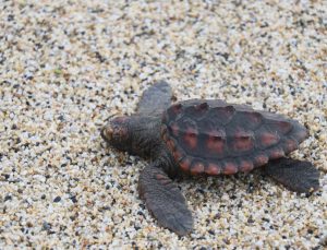 Alanya ilçesinde sabaha kadar süren şiddetli fırtınada ağaçlar ve evlerin çatıları zarar görürken, sahile vuran 1’i ölü 3 caretta caretta dikkat çekti