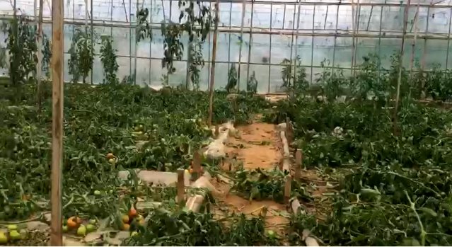 Antalya'da 2.5 dönümdeki domates fidelerini bir gecede kökünden kesip telef ettiler