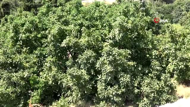 Antalya'da 45 bin dekarda hasatına başlanan avokadoda hedef 70 milyon adet