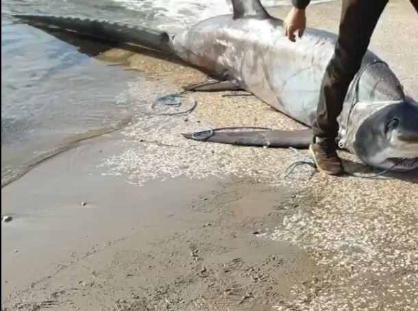 Antalya’da ağlara kırmızı listede yer alan 6 metrelik sapan köpek balığı takıldı