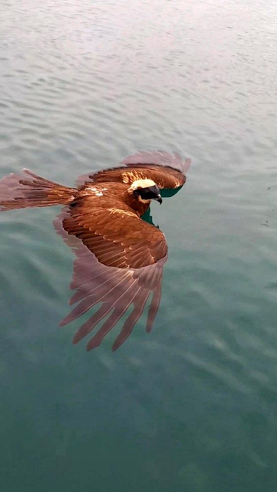 Antalya'da Atmacanın gözünü bantlayıp, ayağını bağladılar