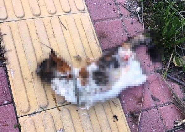 Antalya'da bir kedi daha bacakları kesilerek öldürüldü