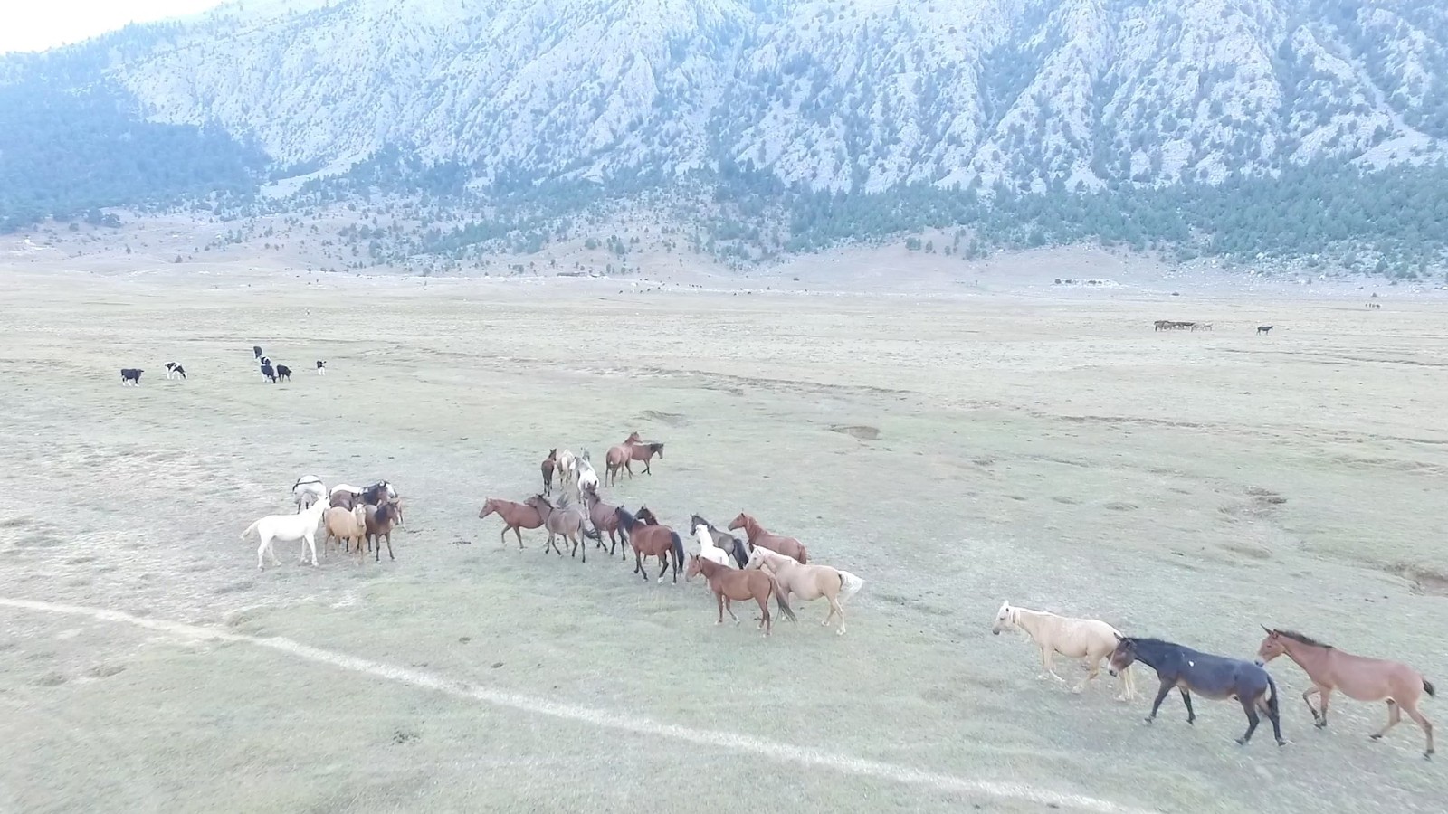 Antalya’da bulunan “Eynif Ovası”nın en önemli değerlerinden olan Yılkı atları havadan görüntülendi