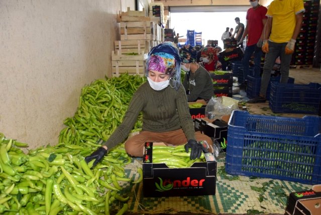 Antalya'da çiftçi üretime ara vermedi