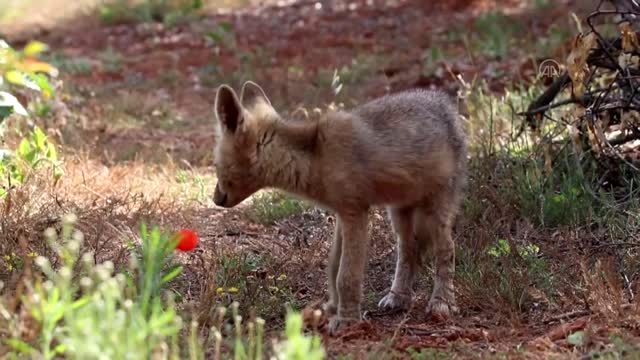 Antalya'da evlerin çevresinde yiyecek arayan tilki görüntülendi