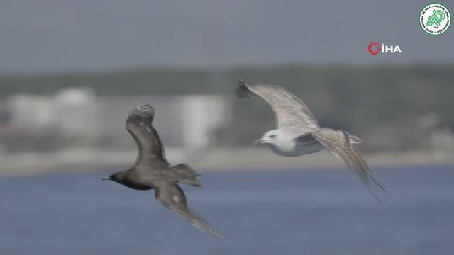 Antalya'da ilk pelajik kuş gözlemi yapıldı