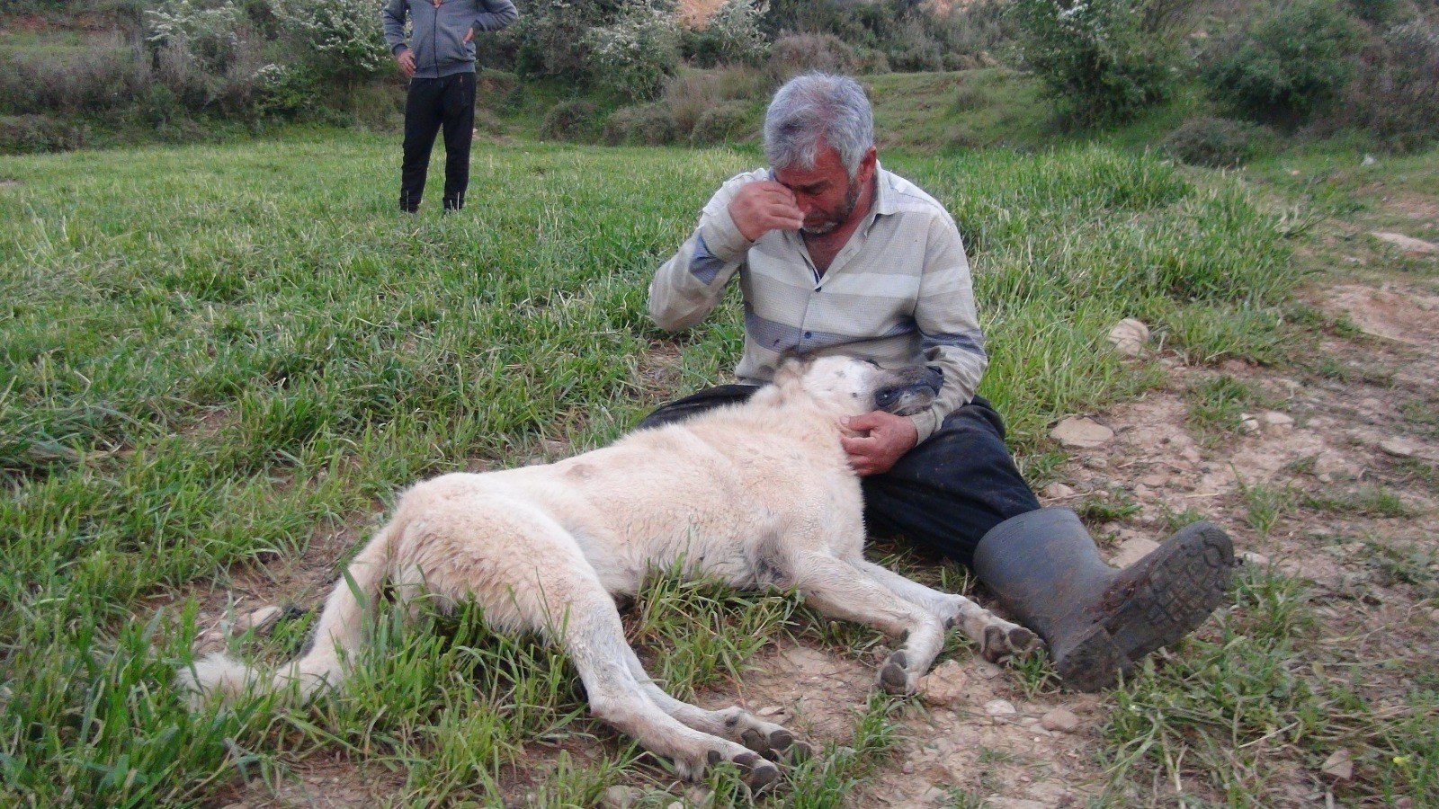 Antalya’da otlamakta olan koyunların başındaki çoban köpeği, tabanca ile vurularak öldürüldü.