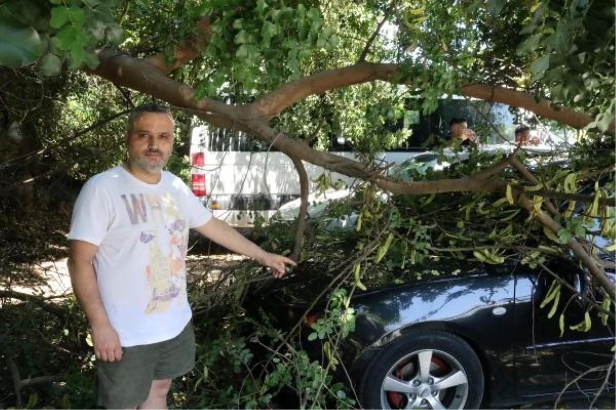 "Antalya'da Otoparkta Park Halindeki Otomobilin Üzerine Ağaç Devrildi"