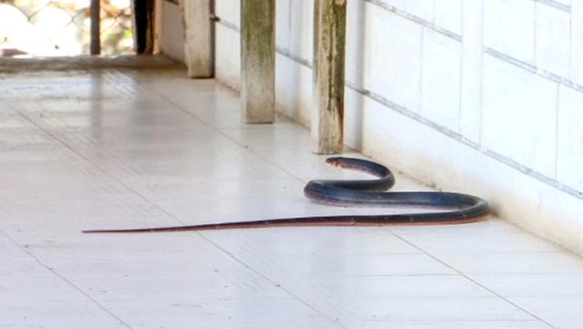 Antalya'da piyasaya çıkan zehirli yılanlar halkı korkutmaya başladı