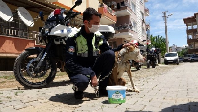 Antalya'da şahin polis ekipleri, sokakta yaşayan sahipsiz hayvanlar için seferber oldu