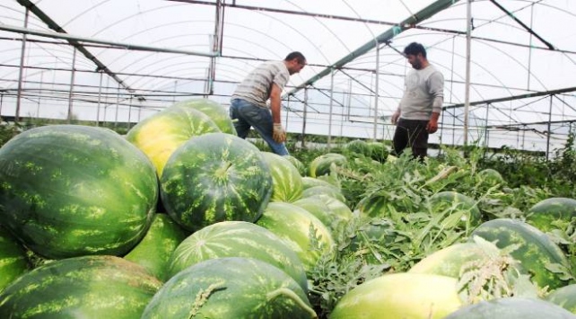 Antalya'da seralarda karpuz hasadına başlandı