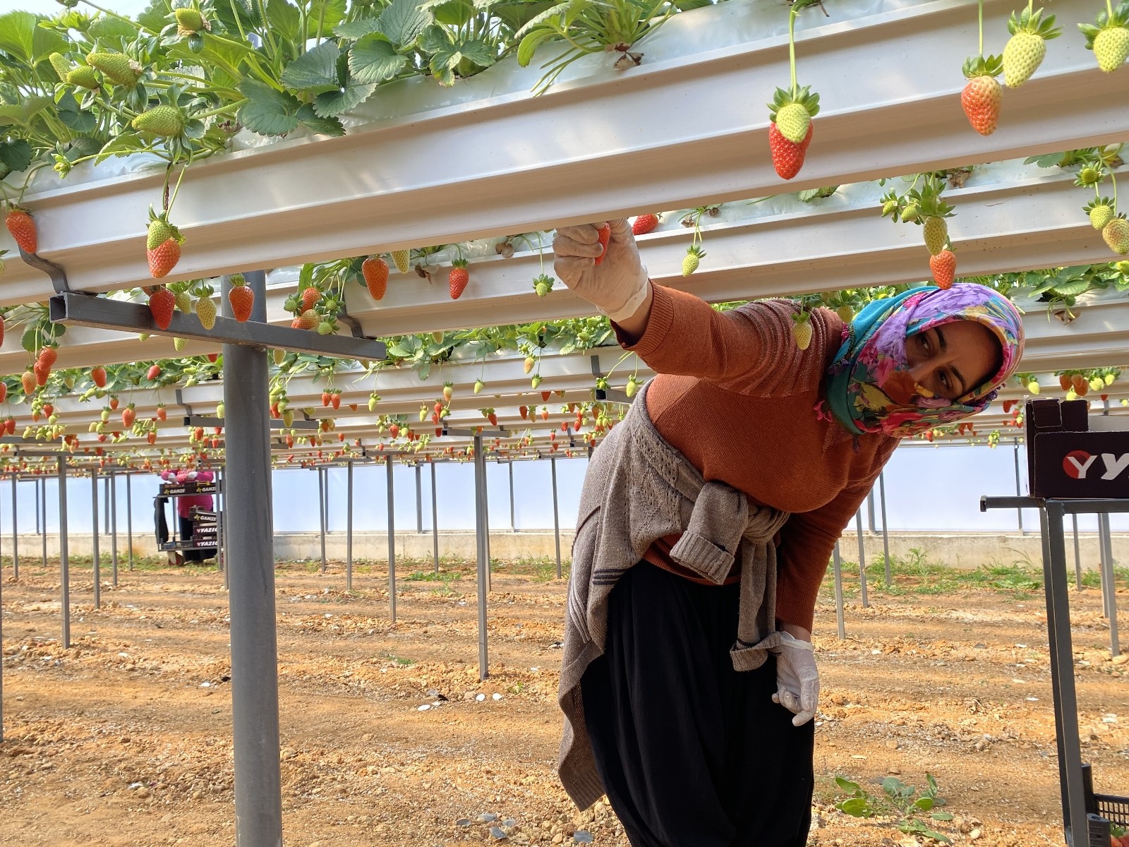 Antalya’da topraksız tarımla yetiştirilen çilekler, yurt dışından gelen taleplere yetişemiyor