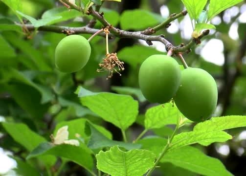 ANTALYA ERİĞİN KİLOSU 50 LİRAYA DÜŞTÜ