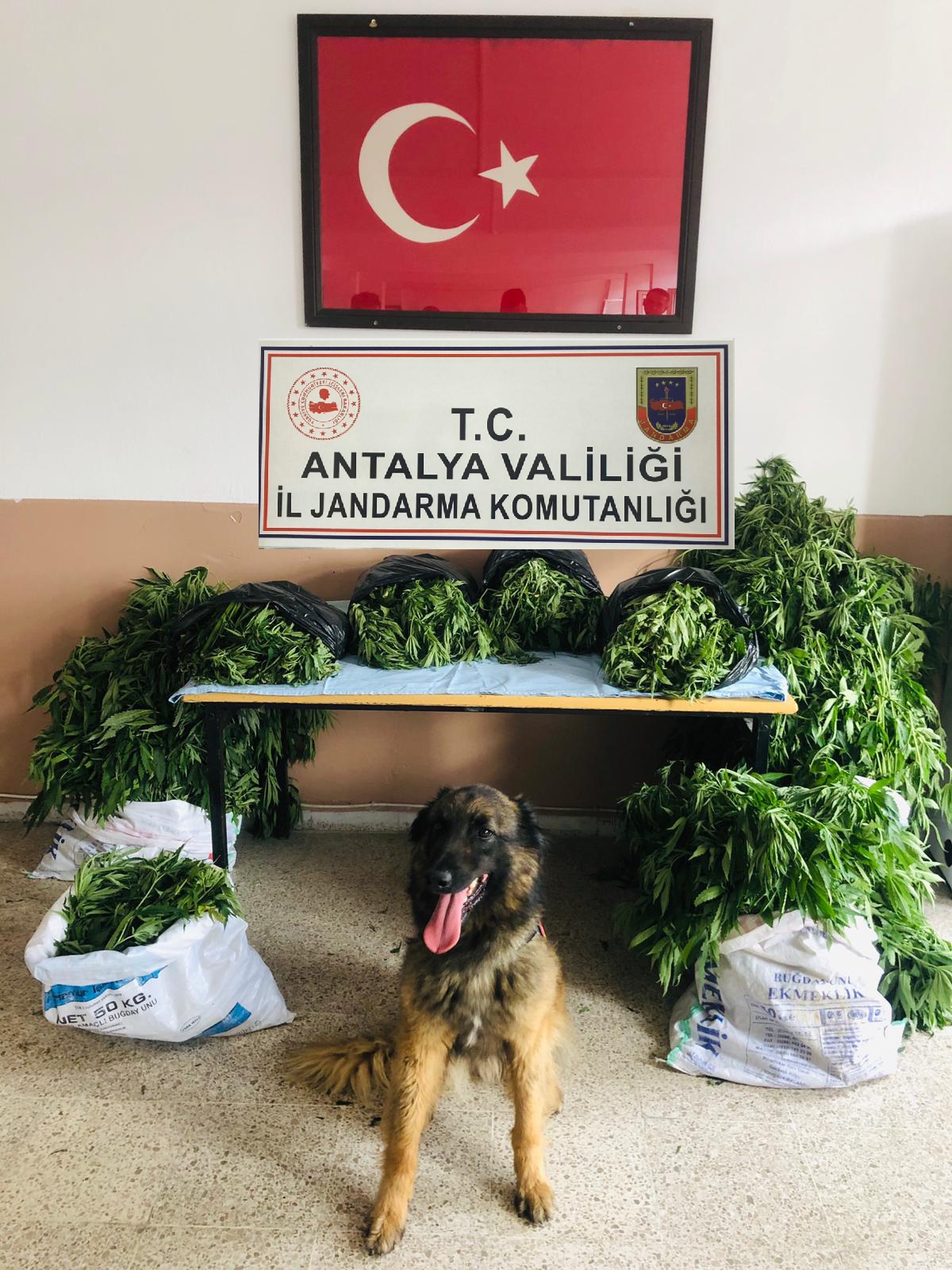 Antalya Gazipaşa'da jandarmadan uyuşturucu operasyonu