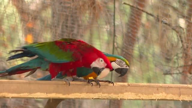 Antalya Hayvanat Bahçesinin renkli misafirleri: Papağanlar