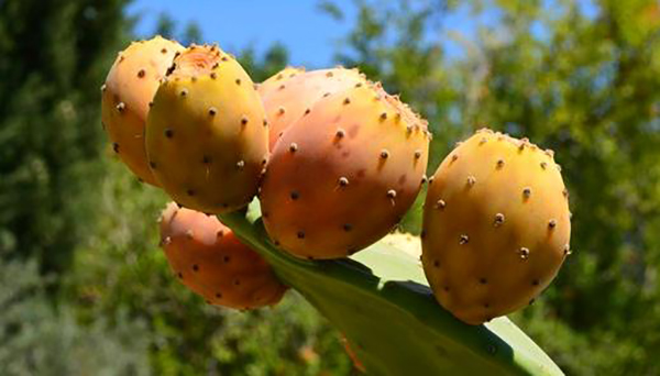 Antalya İle Özdeşleşmiş 7 Meyve