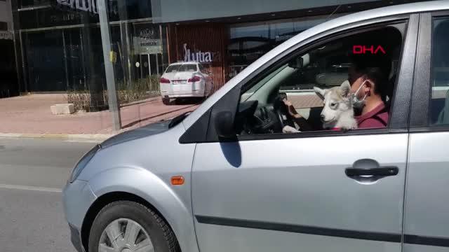 ANTALYA Kucağında köpeğiyle otomobil kullandı