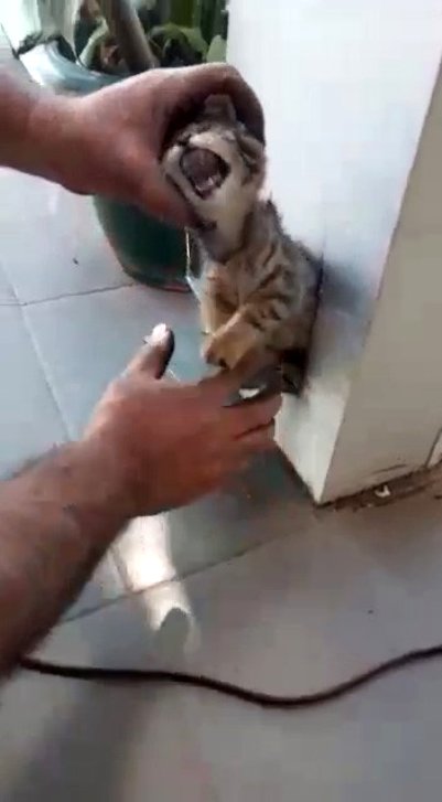 Antalya'nın Aksu ilçesinde bir iş yerinin demir kolonunun içine düşerek mahsur kalan yavru kediyi esnaf, spiral yardımıyla kurtardı.