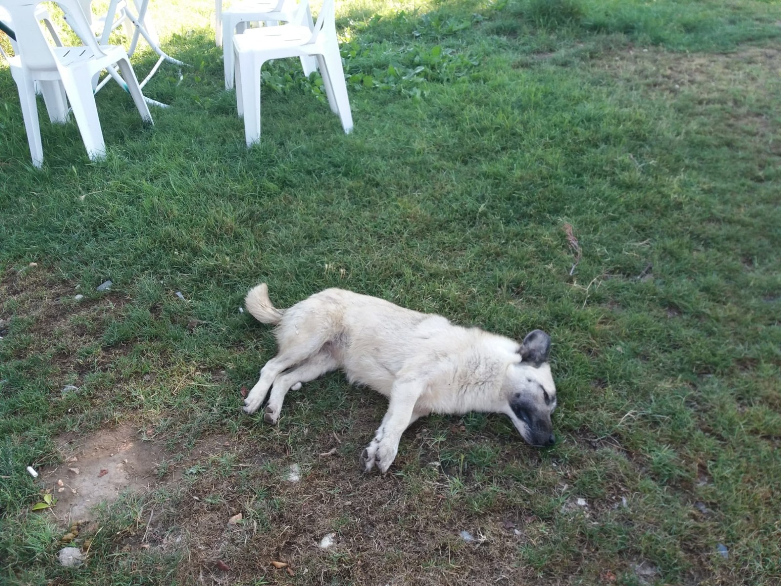 Antalya’nın Demre ilçesinde 14 sokak köpeği telef olmuş halde bulundu