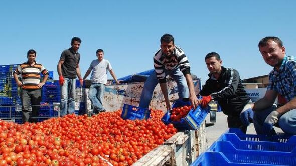 Antalya'nın Demre ilçesinde domatesin kilosu 10 kuruşa düştü.